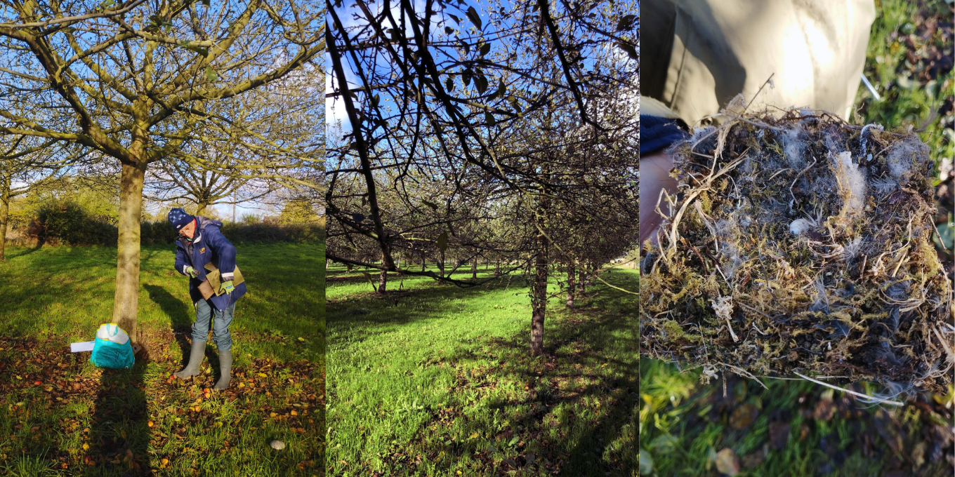 Une journée inventaire et nettoyage de nichoirs au verger de Anne